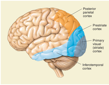 Visual Cortex - musical brain waves